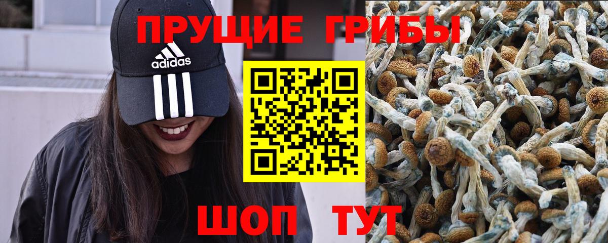 Псилоцибиновые грибы GOLDEN TEACHER Грязи